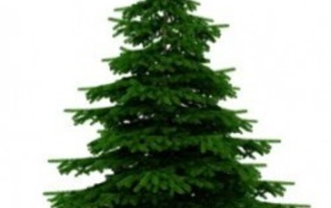 Tannenbaumaktion braucht Helfer