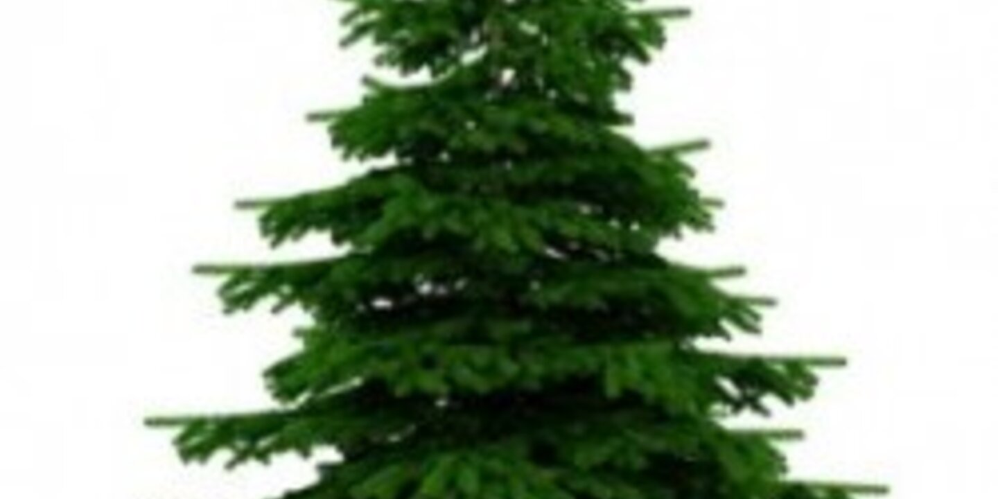 Tannenbaumaktion braucht Helfer